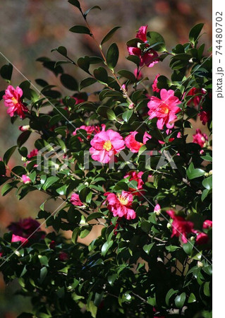 山茶花 八重咲きの花咲く 山茶花 八重咲きの花咲く 74480702
