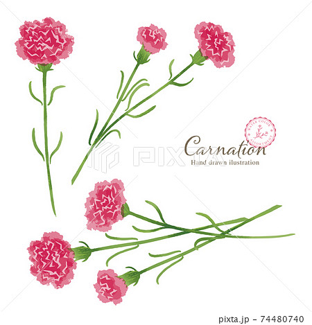 カーネーションの素朴なイラストのイラスト素材