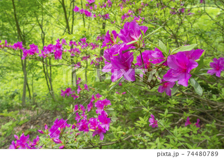 鮮やかなムラサキヤシオツツジの花 鮮やかなムラサキヤシオツツジの花 74480789