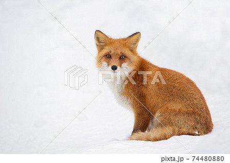 雪原でたたずむキタキツネ 74480880
