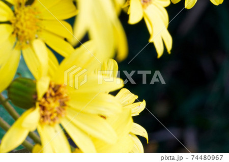 板宿八幡神社 板宿八幡神社 74480967