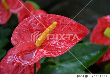 ガーデニング 冬の温室 ガーデニング 冬の温室 74481334