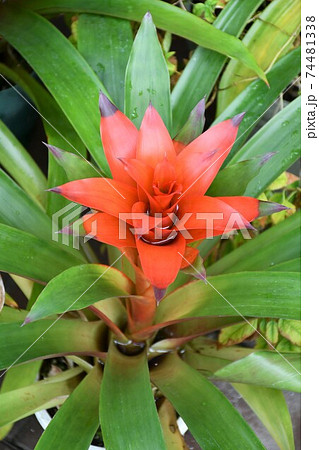 ガーデニング　冬の温室 74481338