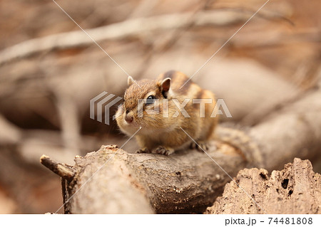 ほっぺに食べ物を溜め込んだエゾシマリス ほっぺに食べ物を溜め込んだエゾシマリス 74481808