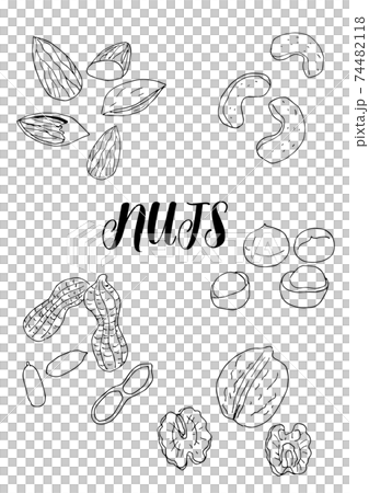 ナッツの手描きイラストセット（モノクロ） 74482118
