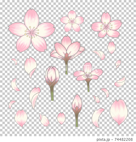 Cherry blossom petal bud Flowering Hanami admission illustration Cherry blossom petal bud Flowering Hanami admission illustration 74482208
