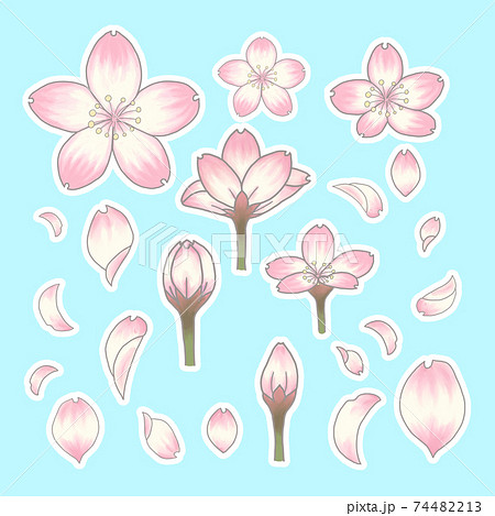 桜 花びら つぼみ 開花 花見 入学 イラスト 白いフチありのイラスト素材
