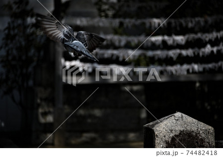 飛び立つ鳩 飛び立つ鳩 74482418