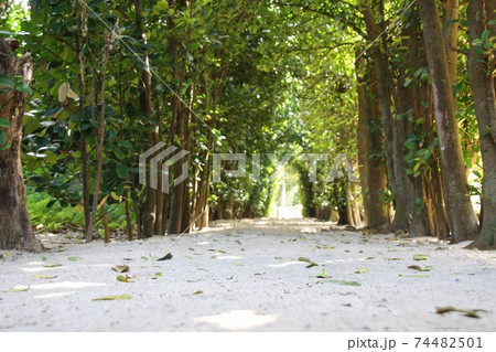 ふくぎトンネル 74482501