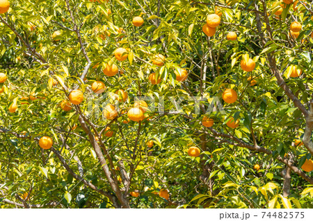 破風山の野巻林道コースにあるゆず園（秩父） 74482575