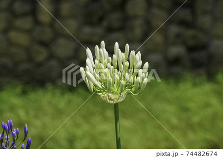 ホワイトアガパンサスの蕾の写真素材