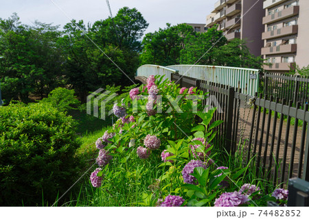 大阪府豊中市・紫陽花の咲くこもれび通りの風景 大阪府豊中市・紫陽花の咲くこもれび通りの風景 74482852
