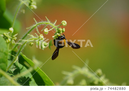 花を求めるクマバチ 74482880