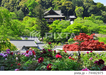 奈良県 長谷寺本堂と新緑と満開の牡丹の写真素材