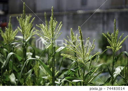 とうもろこしの穂 74483014