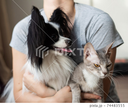 A woman holds in her hands a brush sphinx cat and a papillon dog 74483555