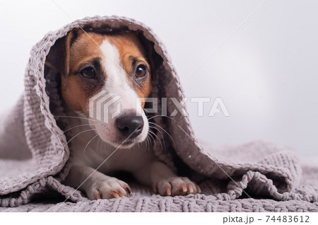 A cute little dog lies covered with a gray plaid. The muzzle of a Jack Russell Terrier sticks out from under the blanket A cute little dog lies covered with a gray plaid. The muzzle of a Jack Russell Terrier sticks out from under the blanket 74483612