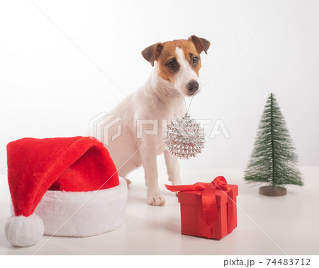 Dog jack russell terrier getting ready for christmas. 74483712