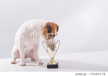 Jack russell terrier dog sits next to the winner cup at the show on a white background 74484178