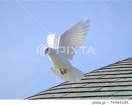 白い鳩の写真素材