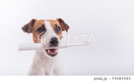 Jack russell terrier dog holds an electric toothbrush in his mouth on a white background. Oral hygiene concept in animals. Copy space Jack russell terrier dog holds an electric toothbrush in his mouth on a white background. Oral hygiene concept in animals. Copy space 74484393