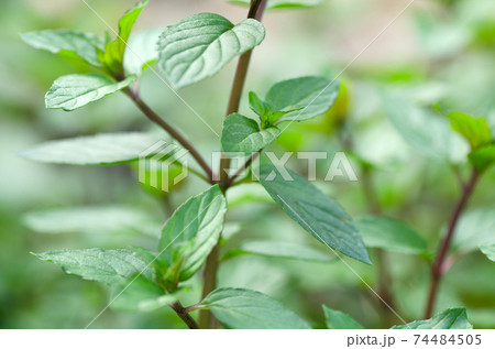 ハーブ　薄荷　ハッカ　 74484505