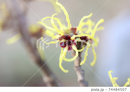 マンサクの花の写真素材