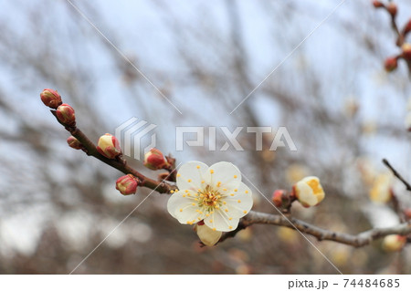 梅の花　白梅 74484685