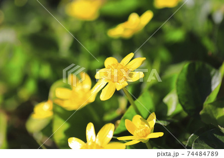 満開のヒメリュウキンカ 姫立金花 の写真素材