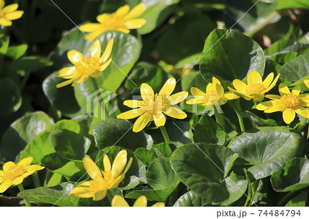 満開のヒメリュウキンカ（姫立金花）　 74484794