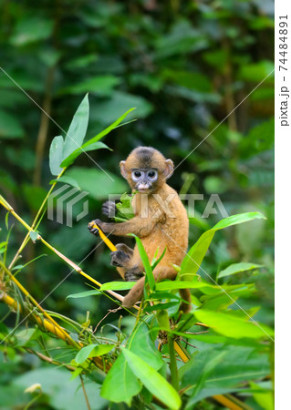 A small yellow baby monkey is learning to feed in the wild. Leaf Monkeys or Dusky Langur and mother who are living in the forest 74484891