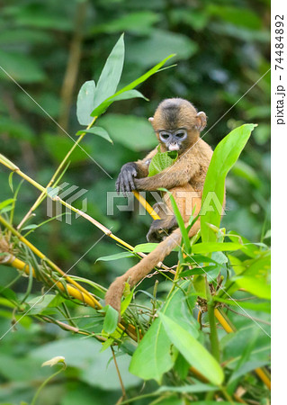 A small yellow baby monkey is learning to feed in the wild. Leaf Monkeys or Dusky Langur and mother who are living in the forest A small yellow baby monkey is learning to feed in the wild. Leaf Monkeys or Dusky Langur and mother who are living in the forest 74484892