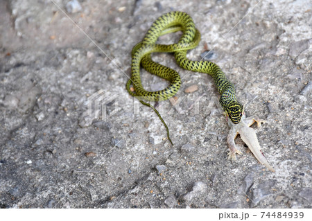 Close-Up Of Golden green snake is eating gecko on the ground. 74484939