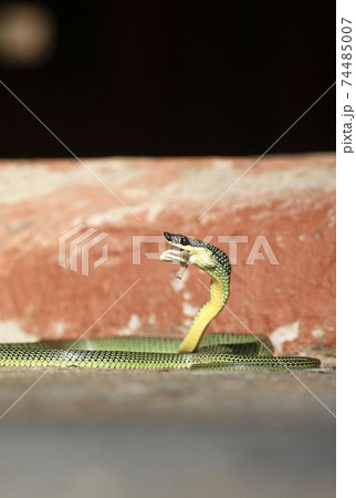Close-Up Of Golden green snake is eating gecko on the ground. 74485007