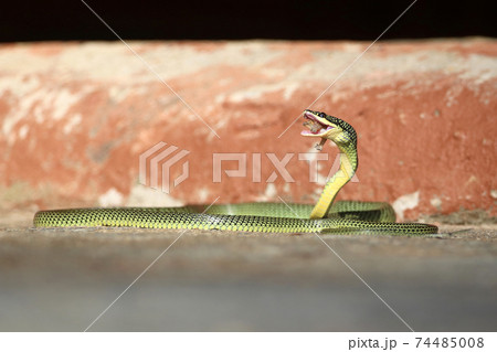 Close-Up Of Golden green snake is eating gecko on the ground. 74485008