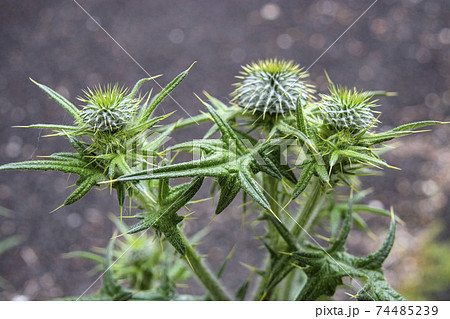 アザミのつぼみ アザミのつぼみ 74485239