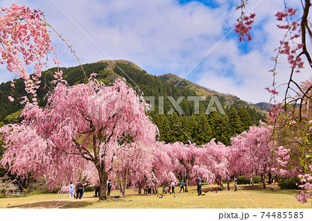 満開のしだれ桜 74485585