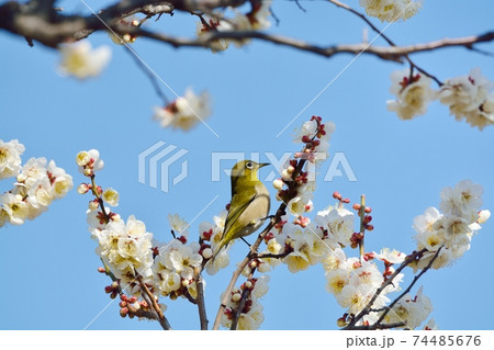 梅の花とメジロ（N） 74485676
