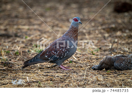 Speckled pigeon stands beside another lying dead Speckled pigeon stands beside another lying dead 74485735