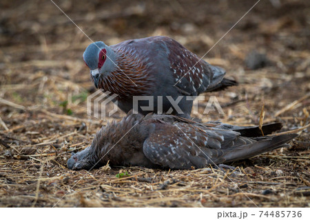 Speckled pigeon inspects another dead on ground Speckled pigeon inspects another dead on ground 74485736