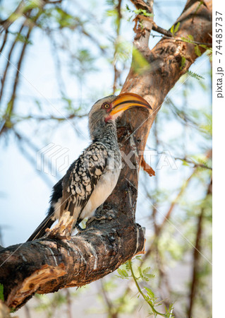 Southern yellow-billed hornbill on branch in profile 74485737