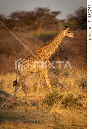 Southern giraffe walks through bushes at dusk Southern giraffe walks through bushes at dusk 74485742