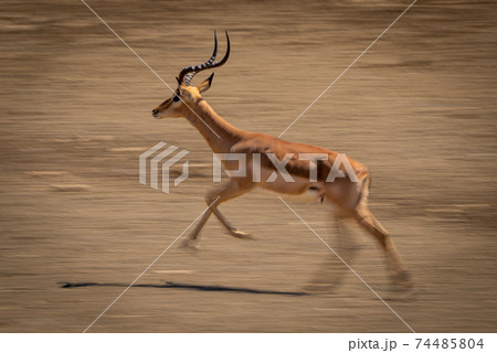 Slow pan of running male common impala 74485804