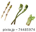 野菜イラスト_ツクシ_ワラビ_タラの芽 74485974