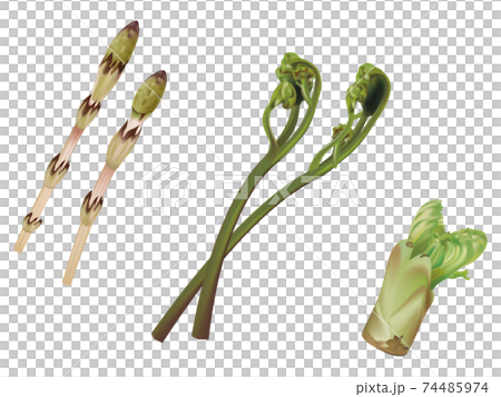 蔬菜圖_馬尾_蕨菜_鱈魚芽 74485974