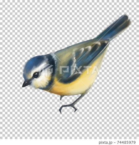 Cute titmouse isolated on white bacground Cute titmouse isolated on white bacground 74485979