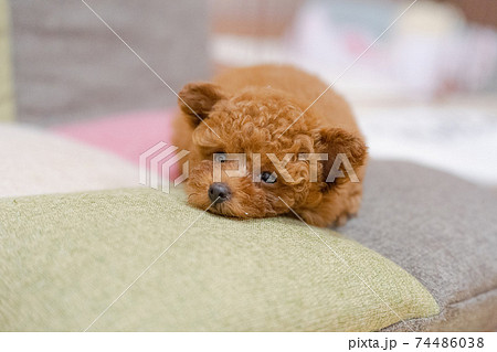 可愛いソファーの上で眠そうに顎を乗せるタイニートイプードルの赤ちゃんの写真素材