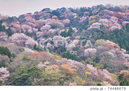 神子の山桜 神子の山桜 74486079