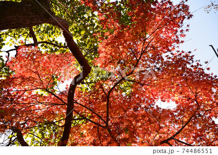 くん静山薬王寺の紅葉　　＃20 74486551