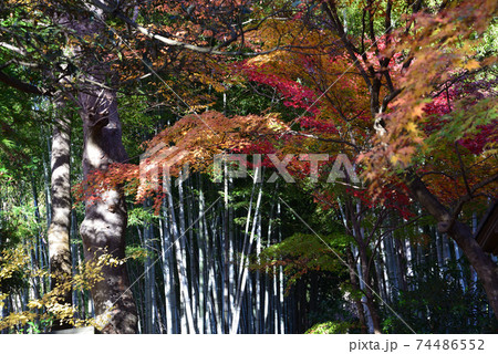 くん静山薬王寺の紅葉　　＃19 74486552